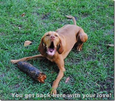 barking vizsla