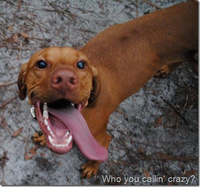 crazy vizsla