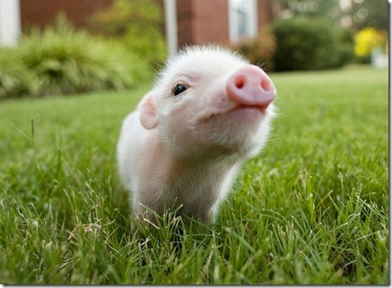 cute piglet