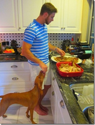 dog eating turkey