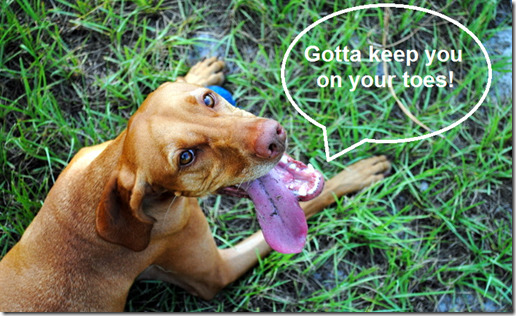 dog keep you on your toes