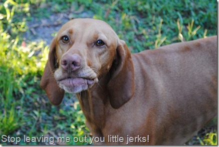 funny vizsla face