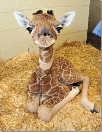 giraffe