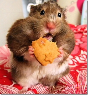 hamster