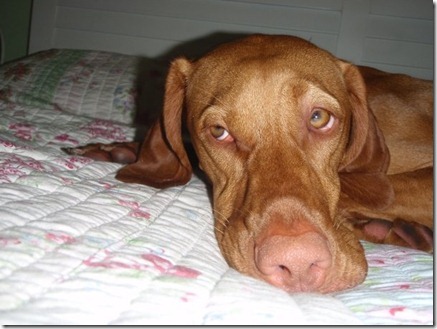 old man sadie