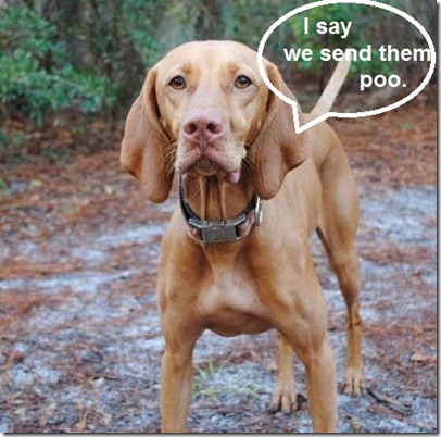 poo vizsla