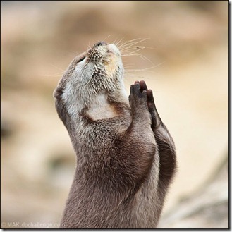 praying otter