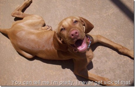 pretty vizsla