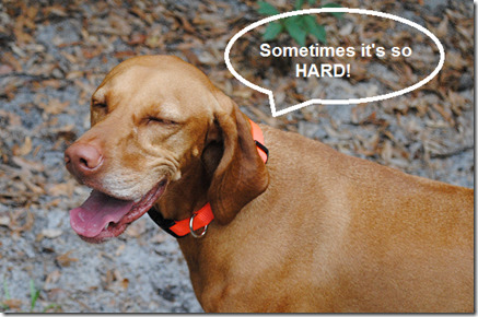 sadie negativity