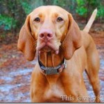 sadie soyjoy