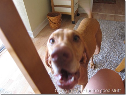 thunder shirt dog 013