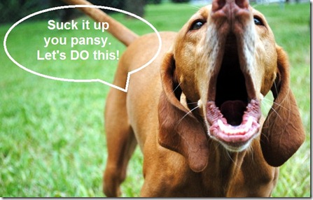 vizsla barking
