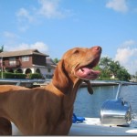 vizsla boat 001
