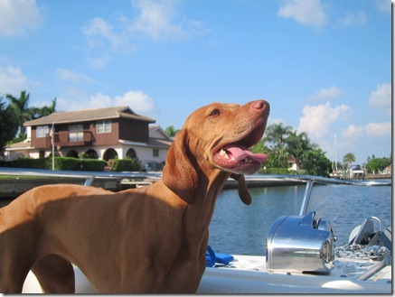 vizsla boat 001