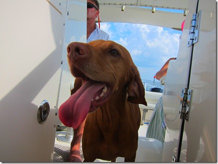 vizsla boat 005