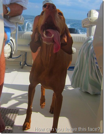vizsla boat 007
