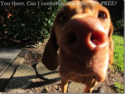 vizsla close up