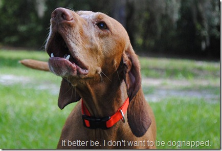 vizsla dog park 079