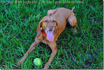 vizsla dog park 086