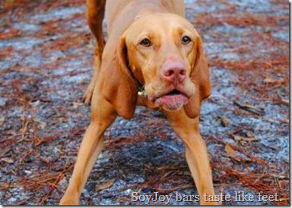 vizsla playing
