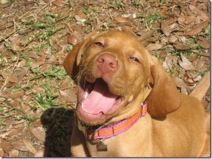 vizsla puppy