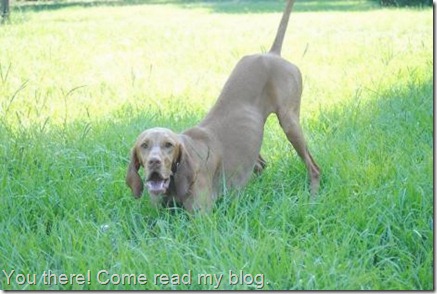 vizsla ready to play