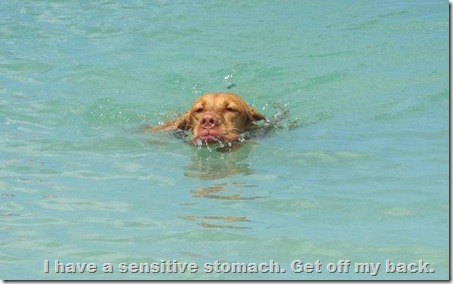 vizsla swimming