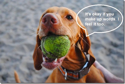 vizsla with ball