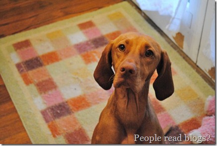 vizsla