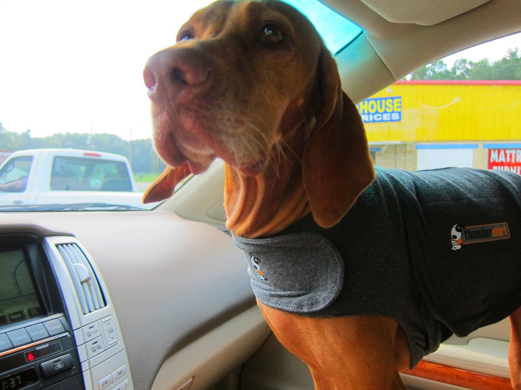 thundershirt humans