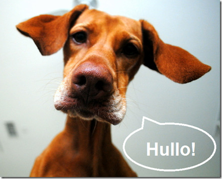 adorable vizsla