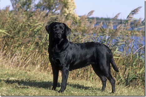 black lab