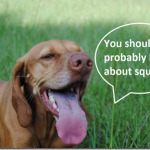 blog about squirrels