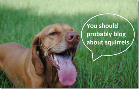 blog about squirrels