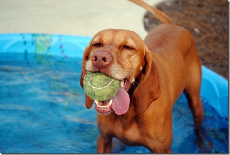 dog in kiddie pool 001