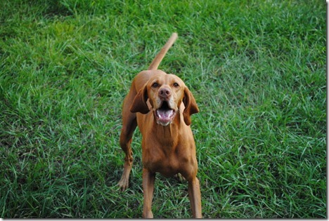 dog in kiddie pool 009