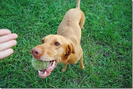 dog in kiddie pool 012