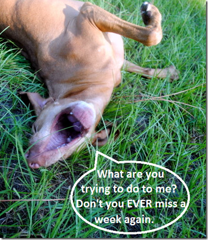 sadie blog talk tuesdays