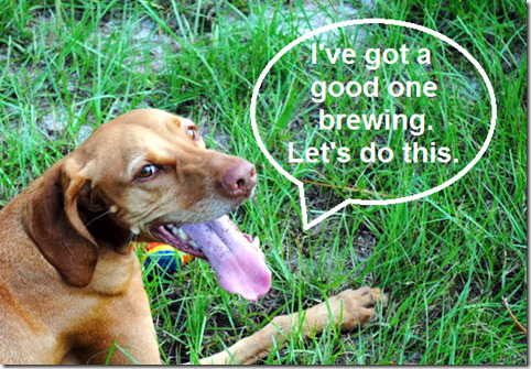 sadie poo brewing