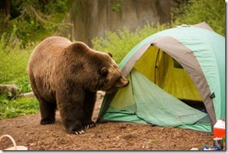 bear tent