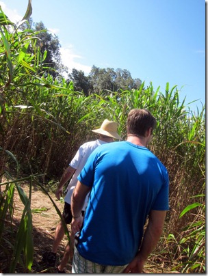 corn maze 018