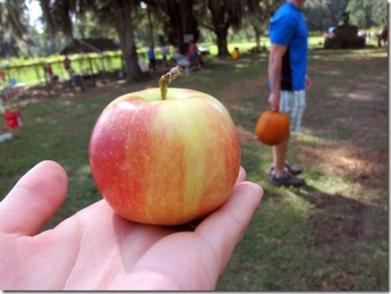 corn maze 036