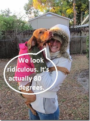 dog in winter jacket