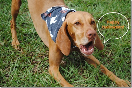 halloween dog