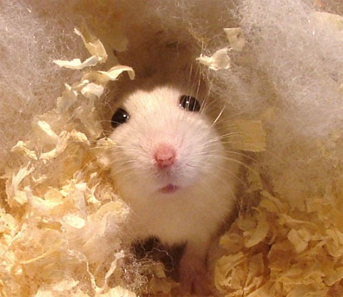 hamsters russe fluff nain pets autruche cola poil sadie hammy theodore isto herself funnyjunksite kadia dra plioweb