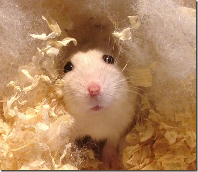 hamster