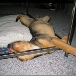 sleeping puppy funny