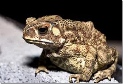 toad