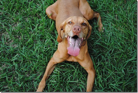 vizsla 018