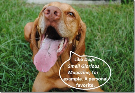 dog magazine